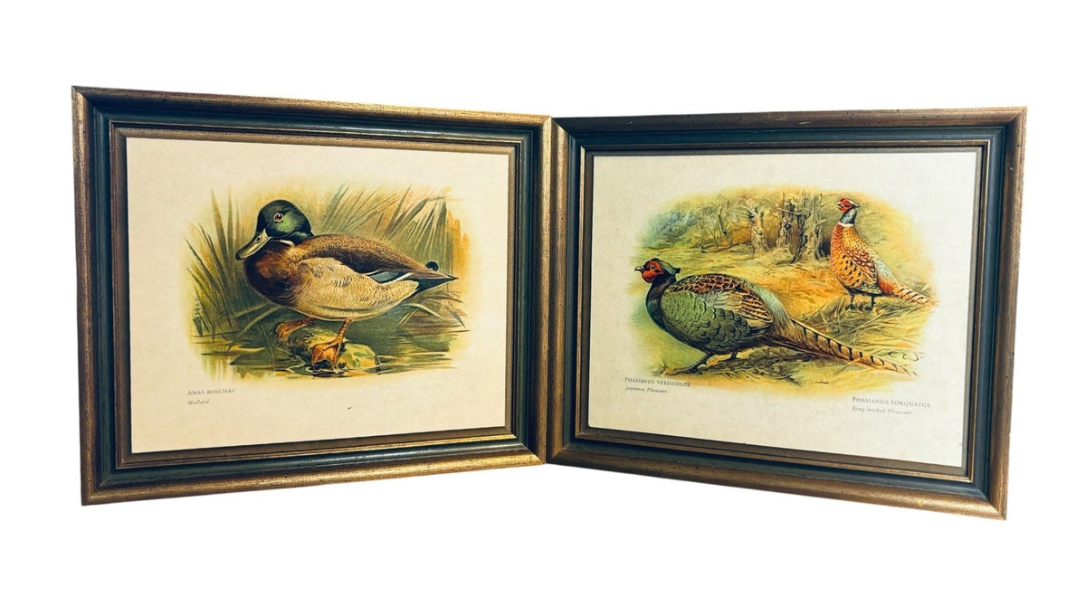 Vtg Sewell Gold Frame Phasianus Versicolor /Anas Boschas, Set of 2